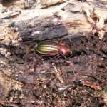 sortie "carabes" en forêt d'Eu